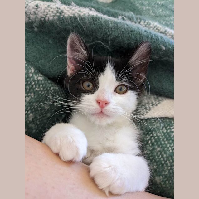 Photo of Ducky And Mouse