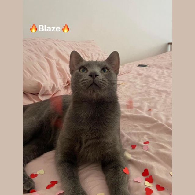 Photo of Blaze