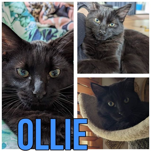 Photo of Ollie