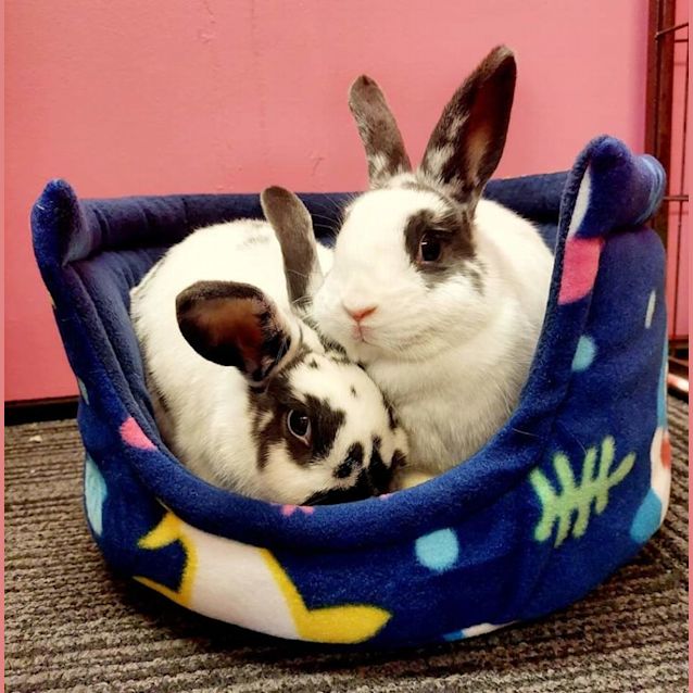 Photo of 🐰Star & Nova🐰(Located In Mount Evelyn)