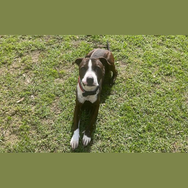 Photo of Deputy Porkchop