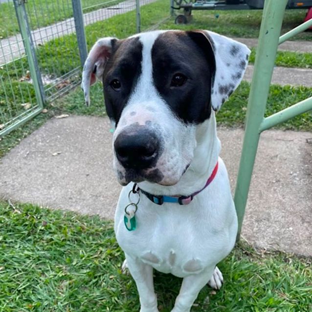 Photo of Hugo *$150 Adoption Fee*