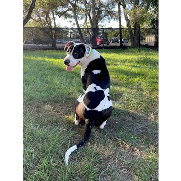 Photo of Hugo *$150 Adoption Fee*