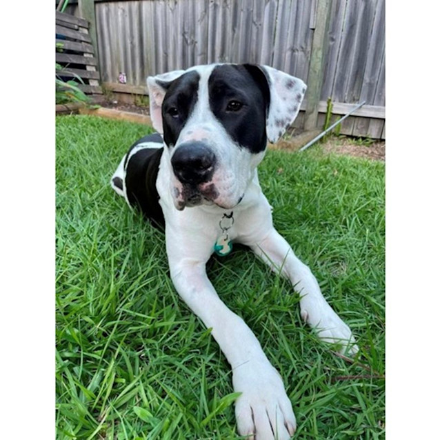Photo of Hugo *$150 Adoption Fee*