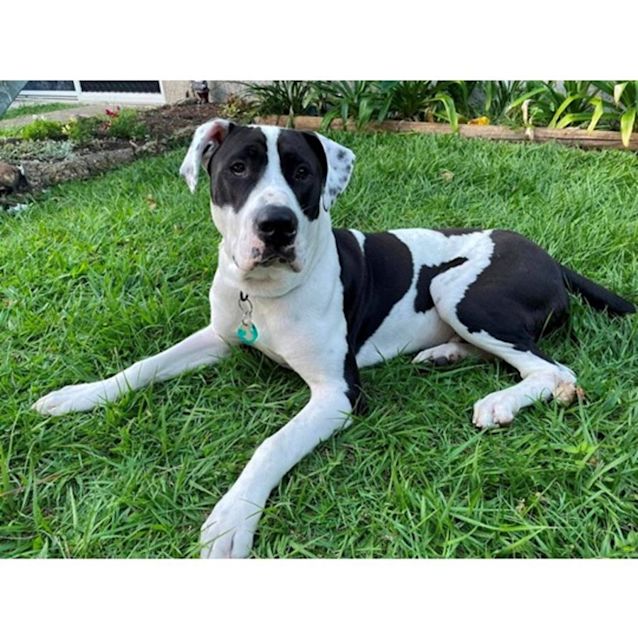 Photo of Hugo *$150 Adoption Fee*