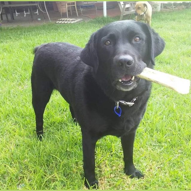 Photo of Willow