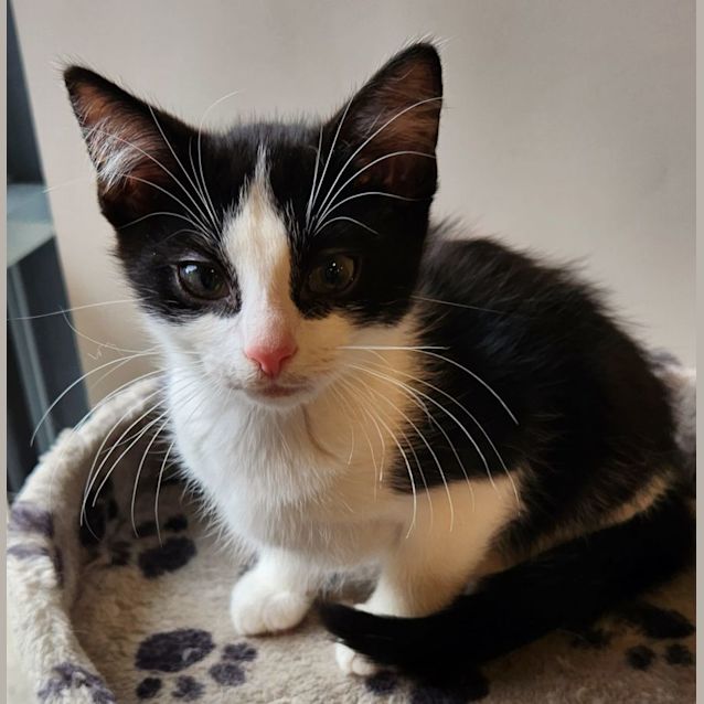 Photo of Mister Knowitall