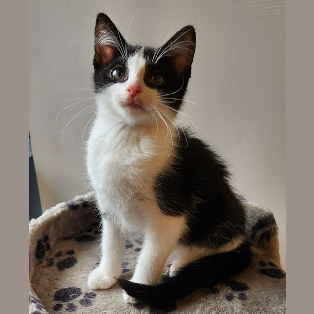 Photo of Mister Knowitall