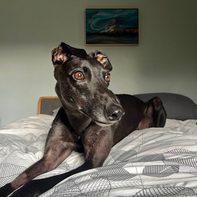 Photo of Gypsie
