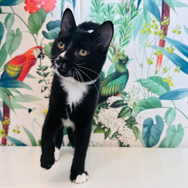 Photo of Niko    Located In Preston