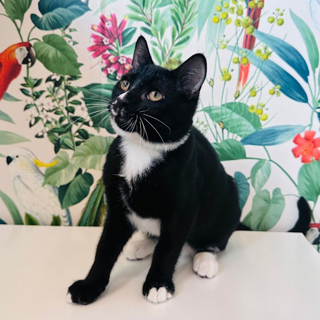 Photo of Niko    Located In Preston