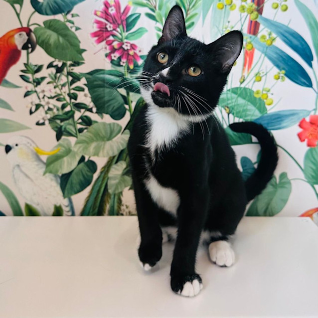 Photo of Niko    Located In Preston