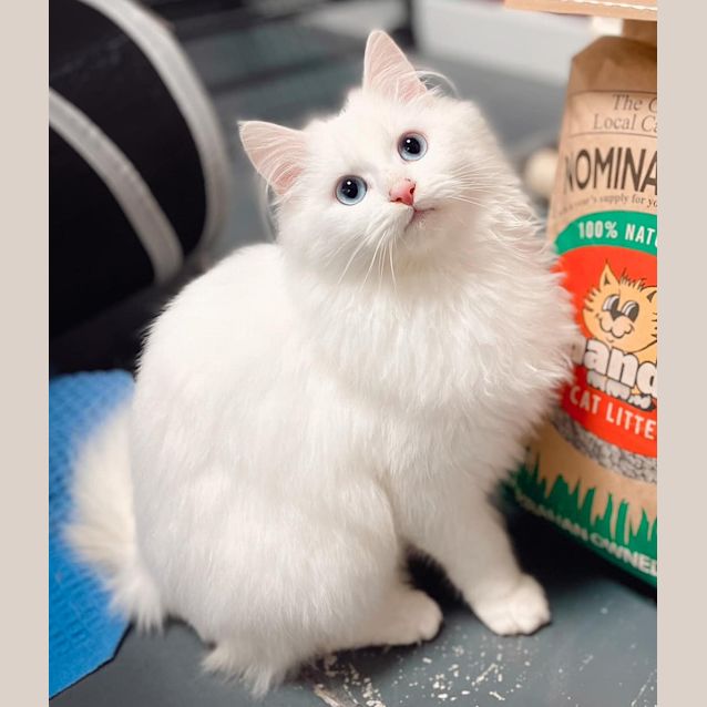 Photo of Dumpling