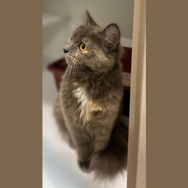 Photo of Andrea (7043)