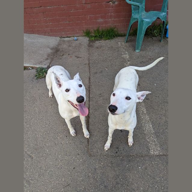 Photo of Misty And Trixie