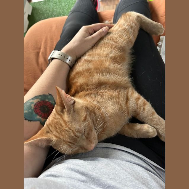 Photo of Archie (#2)