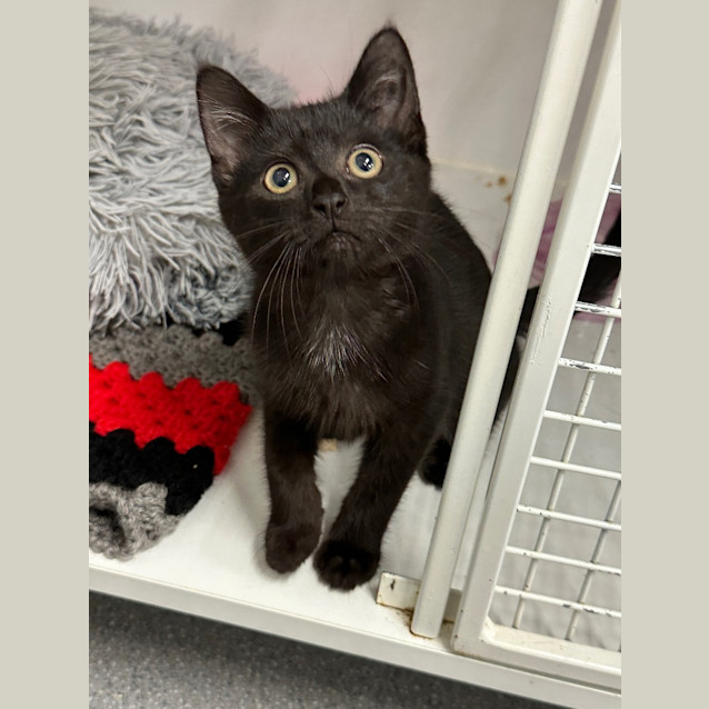 Photo of Sweet Pea
