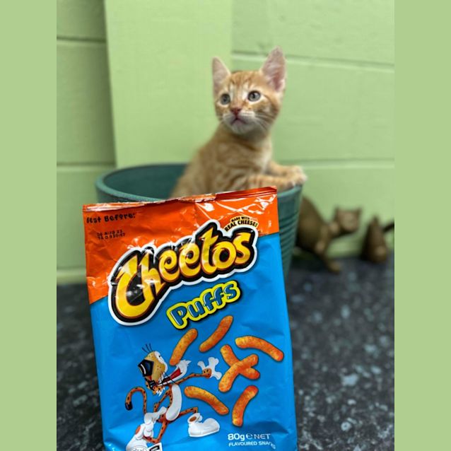 Photo of Cheeto