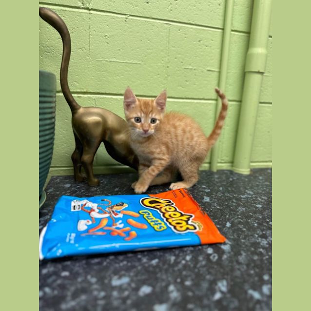 Photo of Cheeto