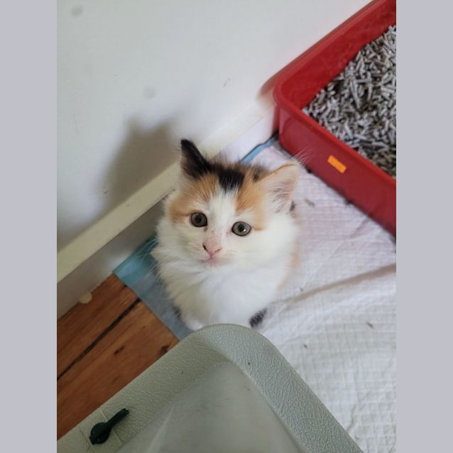Photo of Cintra