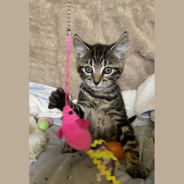 Photo of Kit
