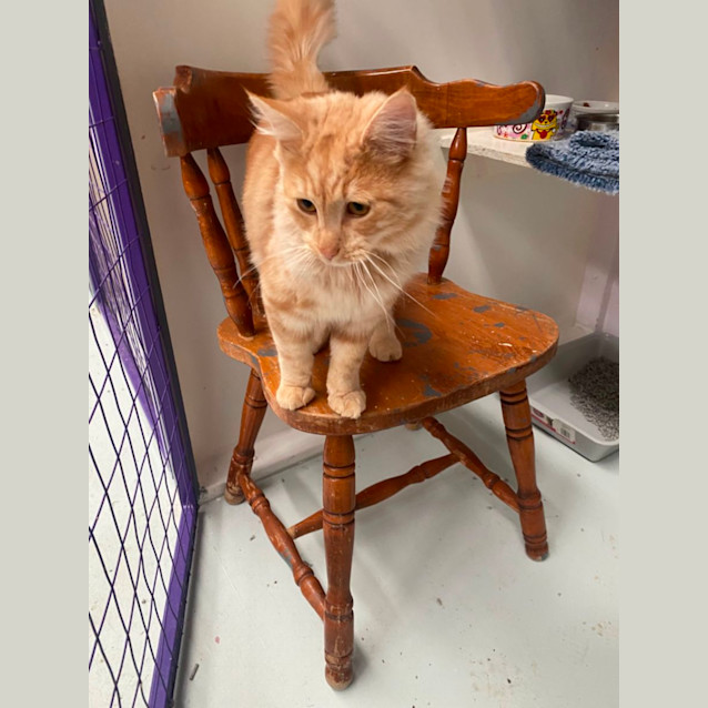 Photo of Sunkist 