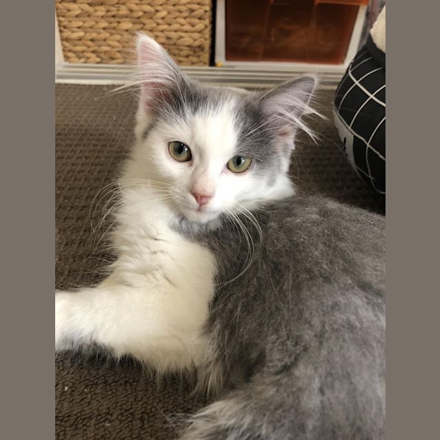 Photo of Buttons