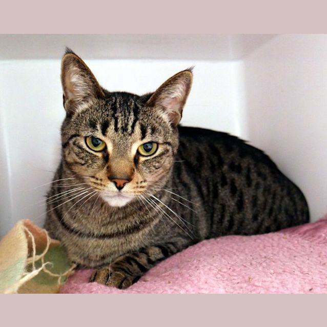 Photo of Rocky Rstk005734