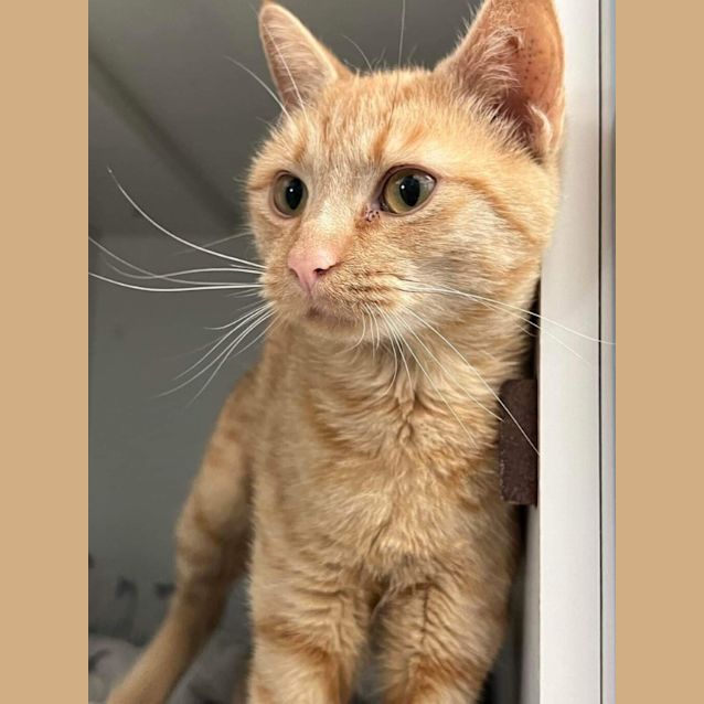 Photo of Allegro