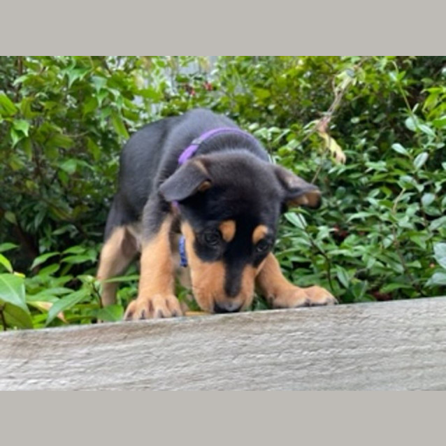 Photo of Larney   8 Week Old Mixed Breed (Trial)