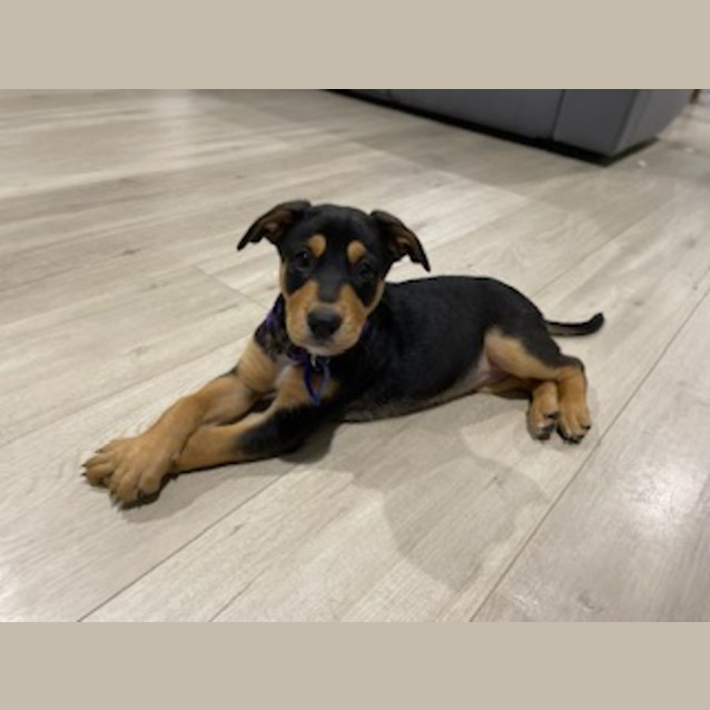 Photo of Larney   8 Week Old Mixed Breed (Trial)