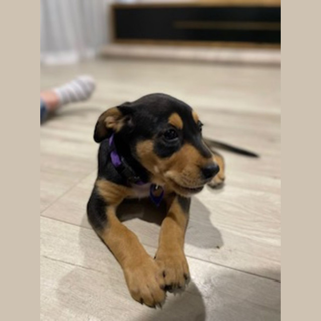 Photo of Larney   8 Week Old Mixed Breed (Trial)