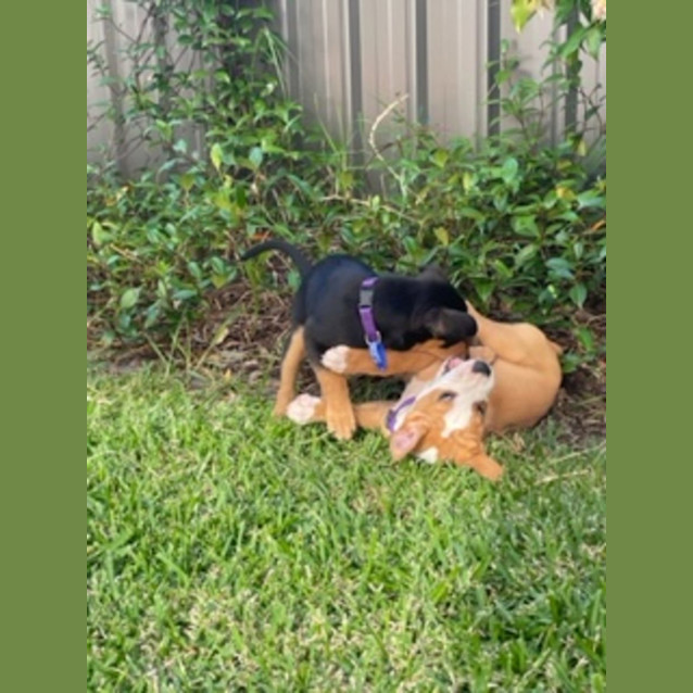 Photo of Larney   8 Week Old Mixed Breed (Trial)