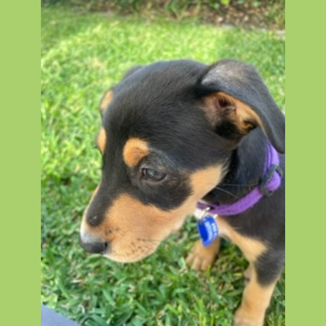 Photo of Larney   8 Week Old Mixed Breed (Trial)
