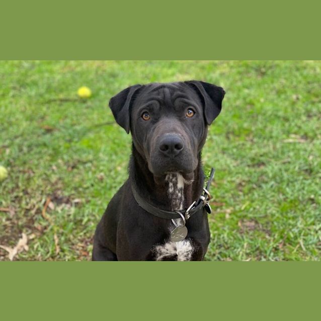 Photo of Zelda