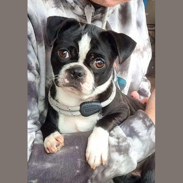 Photo of Moo