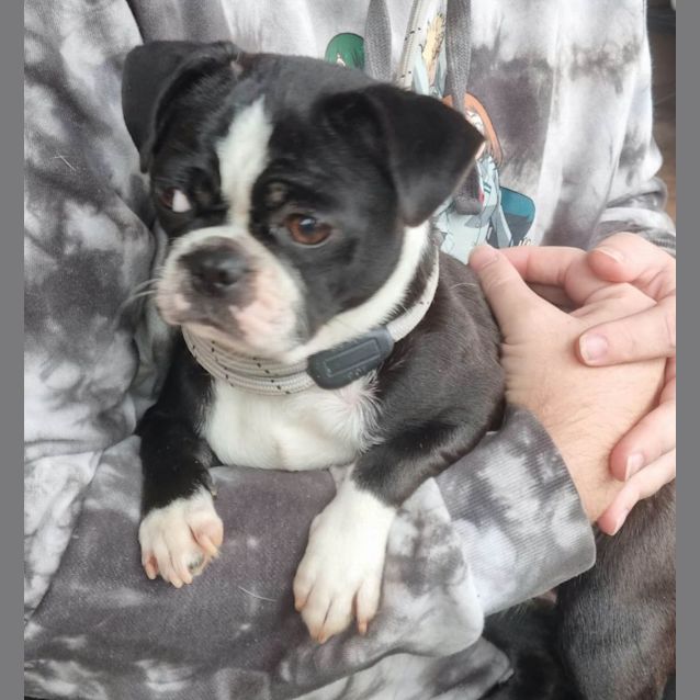 Photo of Moo