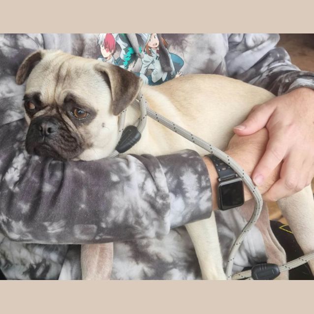 Photo of Milo