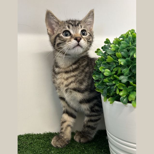 Photo of Tequila