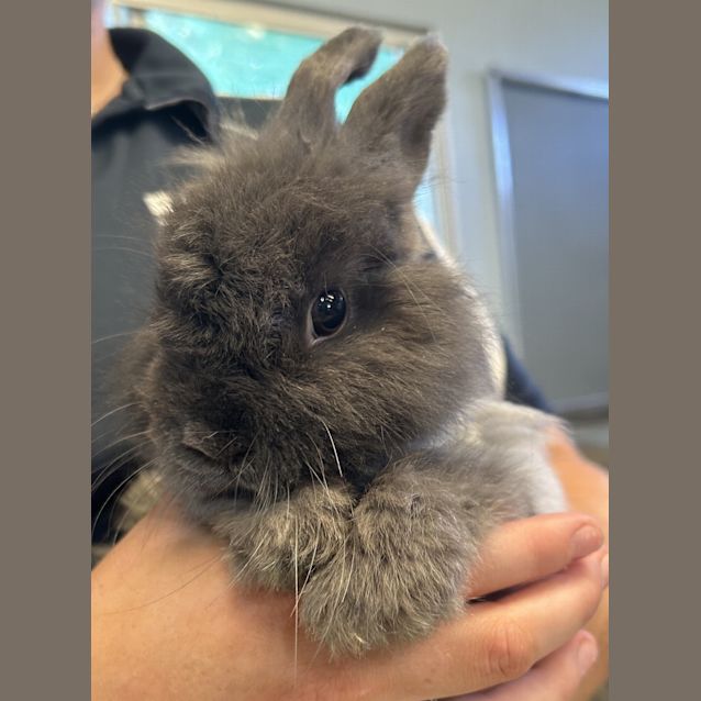 Photo of Thumper