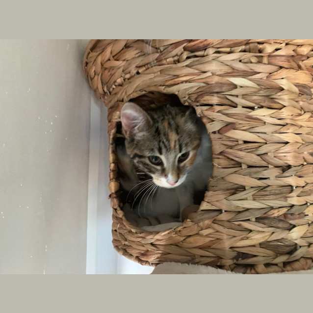 Photo of Anise