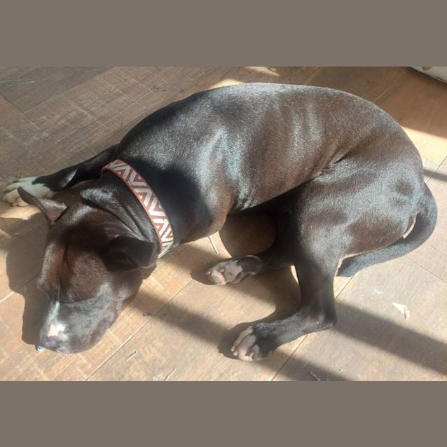 Photo of Arnie   2 Year Old English Staffy X 