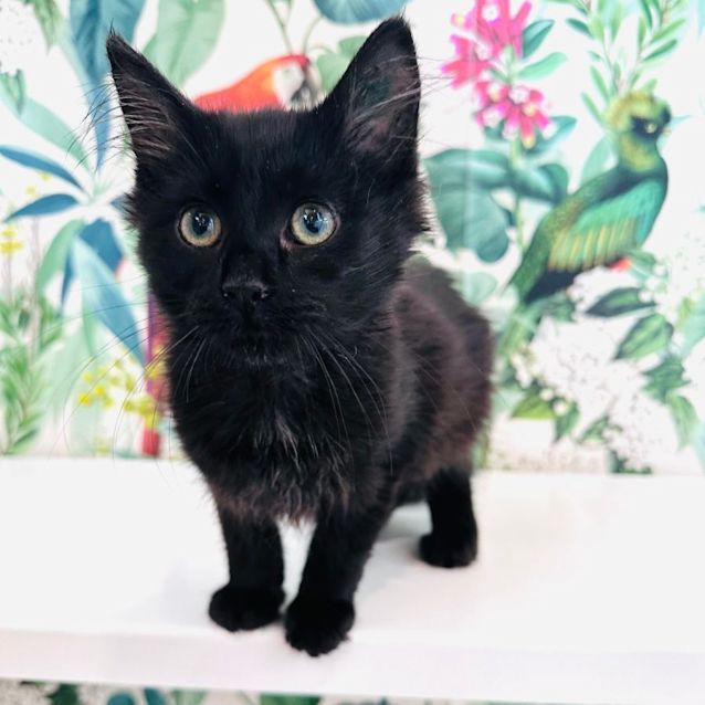 Photo of Isabella   Located In Preston 