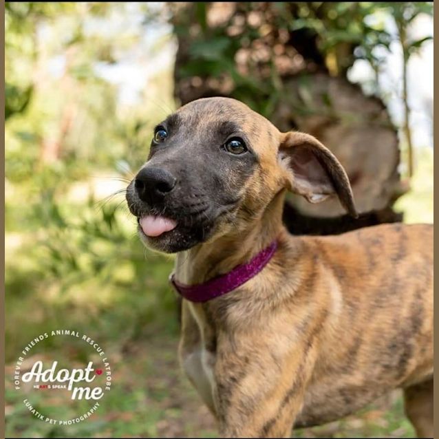 Photo of Millie