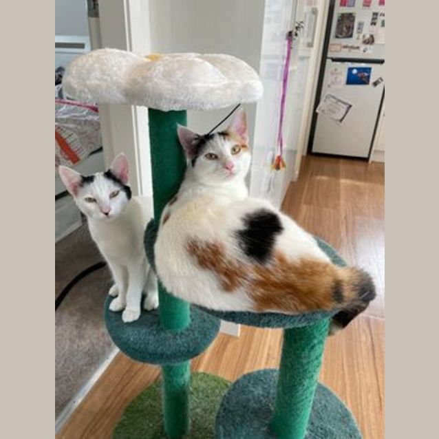 Photo of Beauty & Tippy