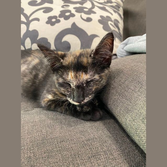 Photo of Coco Adorable And Playful 