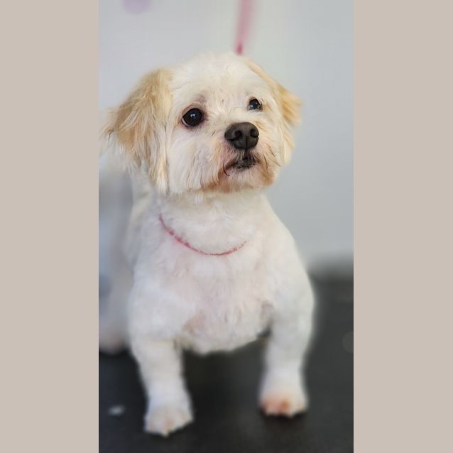 Photo of Mickey And Missy 