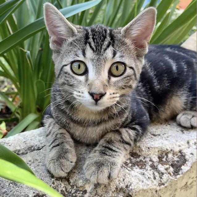 Photo of Dazzle