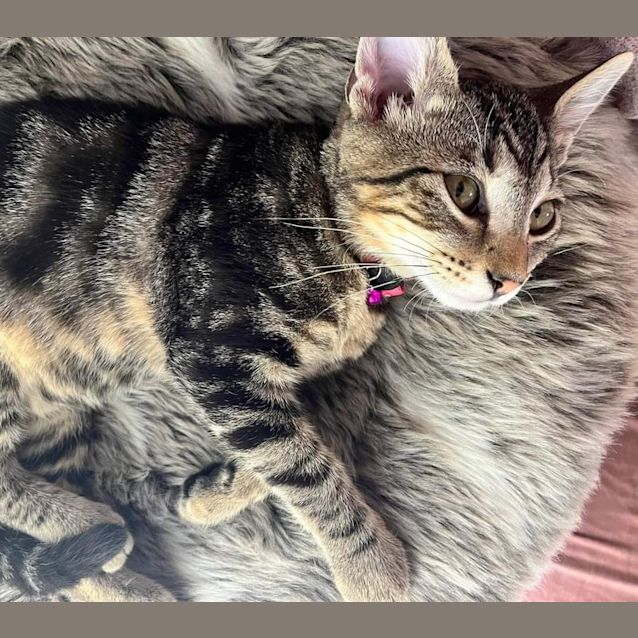 Photo of Dazzle