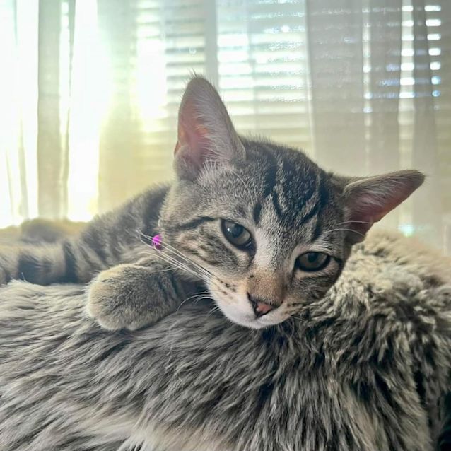 Photo of Dazzle